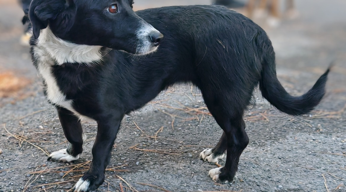 Chiens à adopter